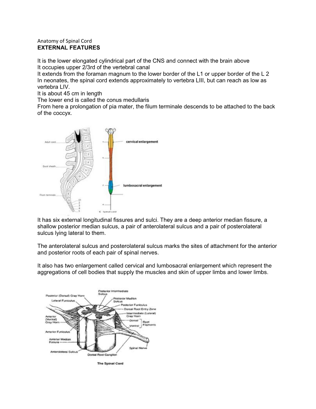 anatomy-of-spinal-cord-external-features-it-is-the-lower-elongated