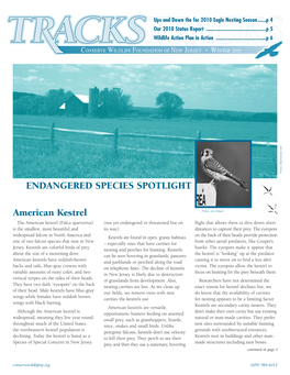 ENDANGERED SPECIES SPOTLIGHT American Kestrel