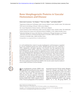 Bone Morphogenetic Proteins in Vascular Homeostasis and Disease