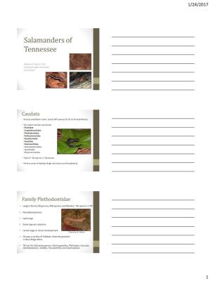 Salamanders of Tennessee
