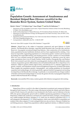 Population Genetic Assessment of Anadromous and Resident Striped Bass (Morone Saxatilis) in the Roanoke River System, Eastern United States