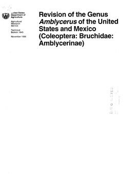 Revision of Tlie Genus Amblycerus of the United States and Iviexico