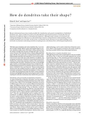 How Do Dendrites Take Their Shape?