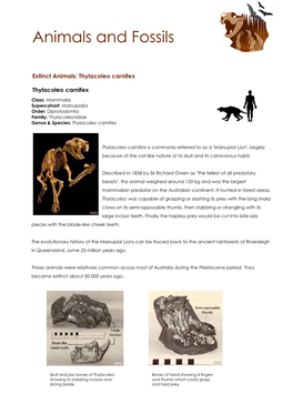 Animals and Fossils at Naracoorte Caves