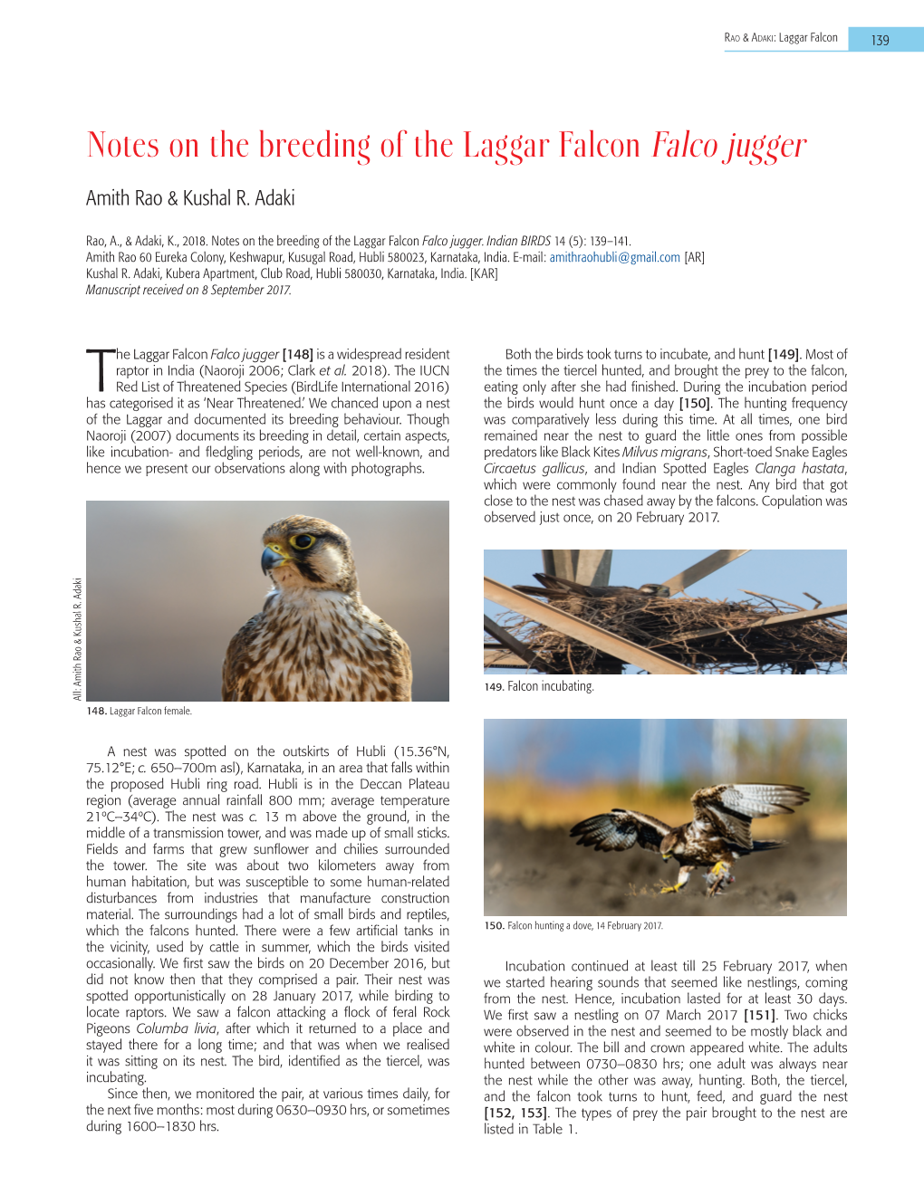 Notes on the Breeding of the Laggar Falcon Falco Jugger