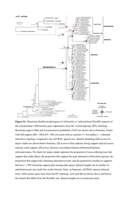 Figure S1. Maximum Likelihood Phylogeny of Alchemilla S.L