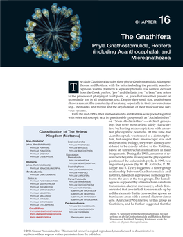 The Gnathifera Phyla Gnathostomulida, Rotifera (Including Acanthocephala), and Micrognathozoa