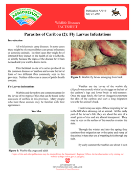 Parasites of Caribou (2): Fly Larvae Infestations