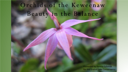 Orchids of the Keweenaw Beauty in the Balance