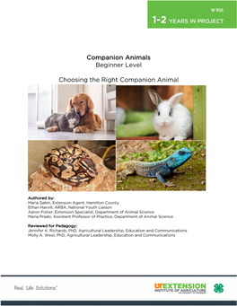 Beginner Level Choosing the Right Companion Animal