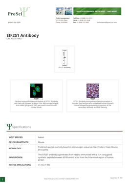 EIF2S1 Antibody Cat