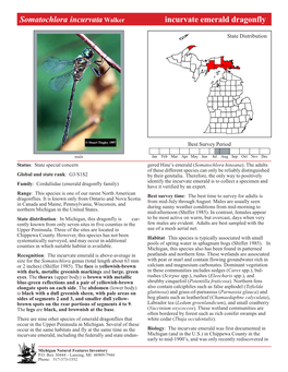 Somatochlora Incurvata Walker Incurvate Emerald Dragonfly