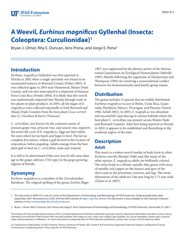 A Weevil, Eurhinus Magnificus Gyllenhal (Insecta: Coleoptera: Curculionidae) 2 Figure 9