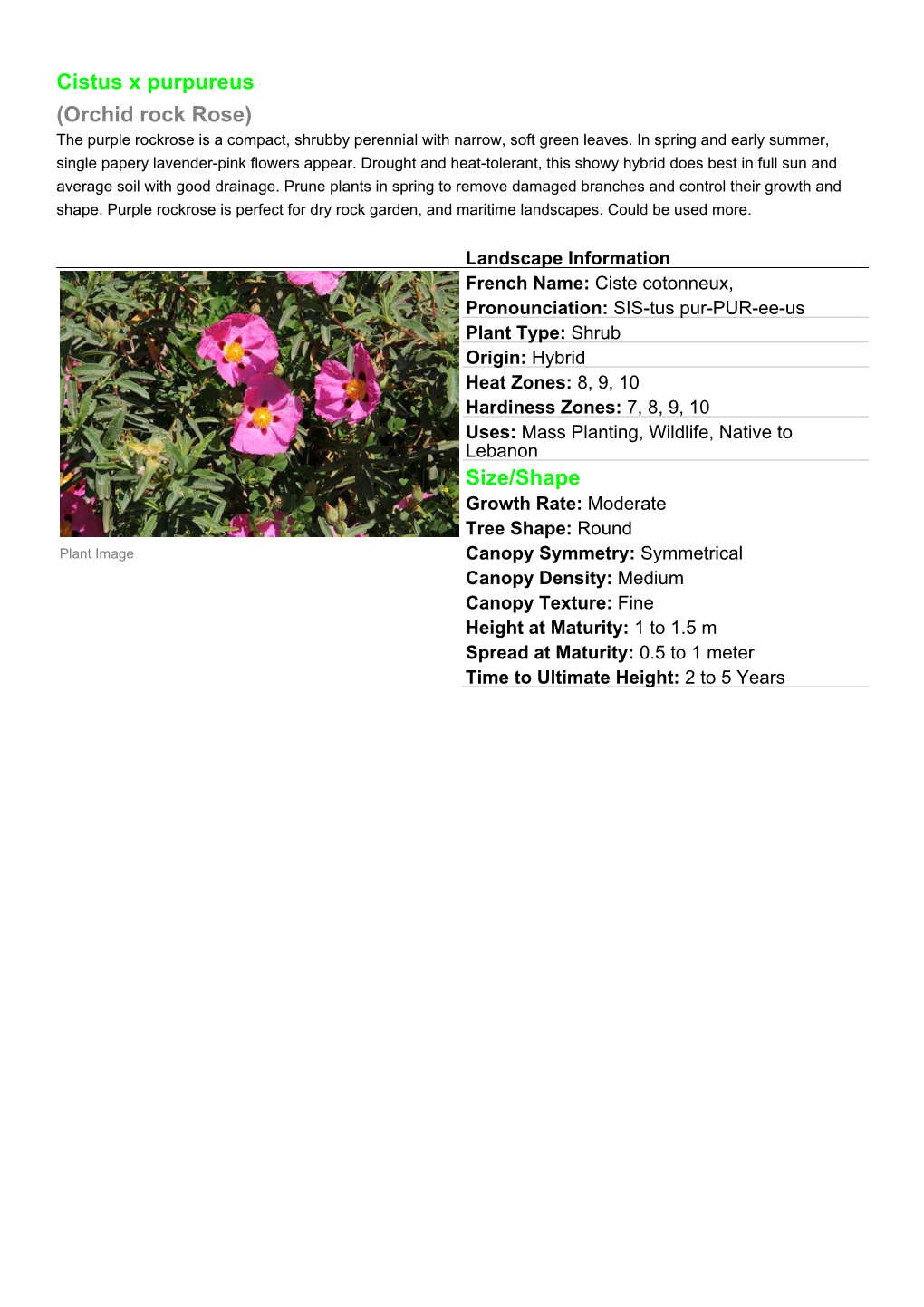 Cistus X Purpureus (Orchid Rock Rose) the Purple Rockrose Is a Compact, Shrubby Perennial with Narrow, Soft Green Leaves