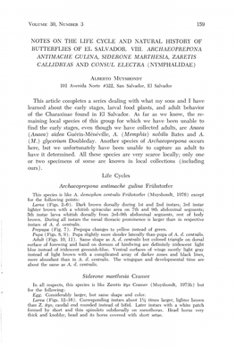 Notes on the Life Cycle and Natural History of Butterflies of El Salvador