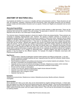 Anatomy of Bacterial Cell