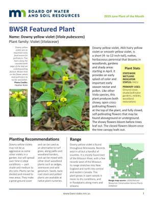 BWSR Featured Plant: Downy Yellow Violet
