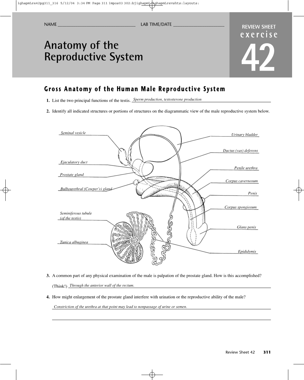 Anatomy of the Reproductive System 42 Gross Anatomy of the Human Male ...