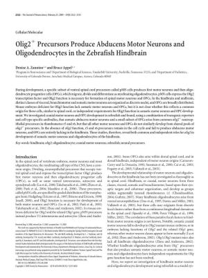 Olig2 Precursors Produce Abducens Motor Neurons and Oligodendrocytes in the Zebrafish Hindbrain