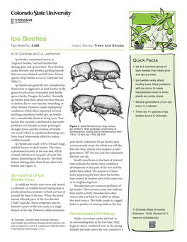 Ips Beetles Fact Sheet No