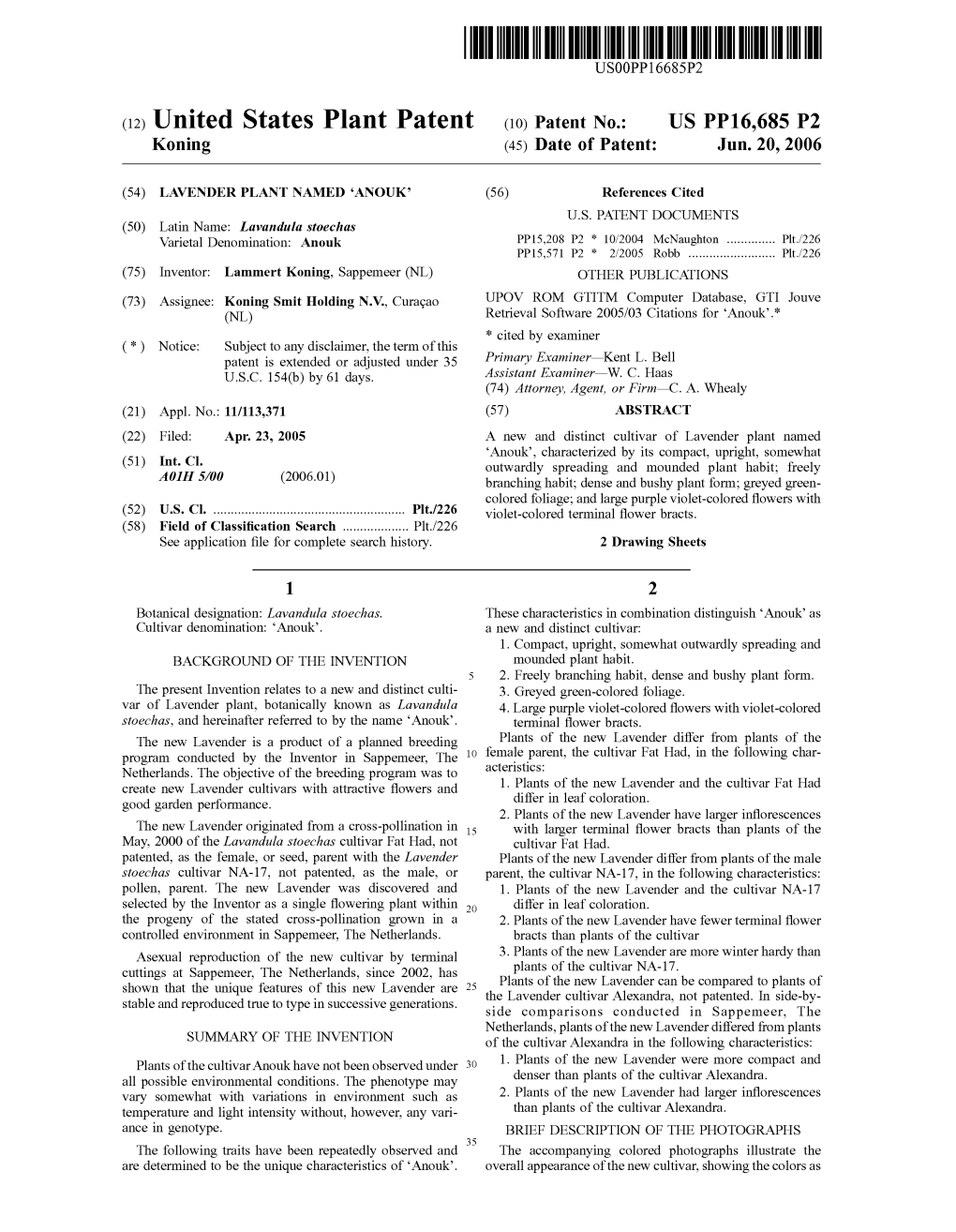 (12) United States Plant Patent (10) Patent No.: US PP16,685 P2 Koning (45) Date of Patent: Jun