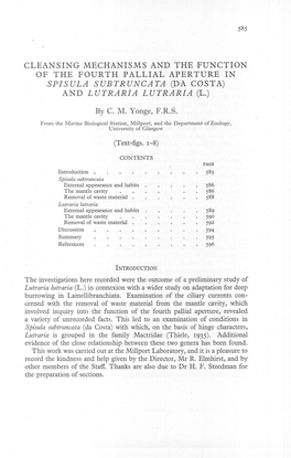 SPISULA SUBTRUNCATA (DA COSTA) and LUTRARIA LUTRARIA (L.) by C