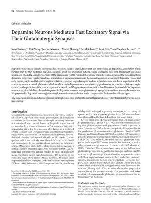 Dopamine Neurons Mediate a Fast Excitatory Signal Via Their Glutamatergic Synapses