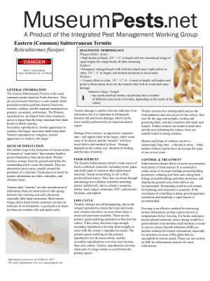 Eastern (Common) Subterranean Termite Reticulitermes Flavipes