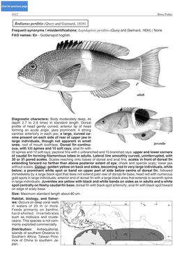 Bodianus Perditio (Quoy and Gaimard, 1834)