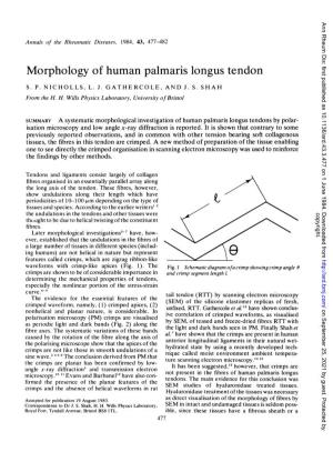 Morphology of Human Palmaris Longus Tendon