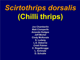 Scirtothrips Dorsalis (Chilli Thrips)