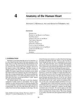 Anatomy of the Human Heart
