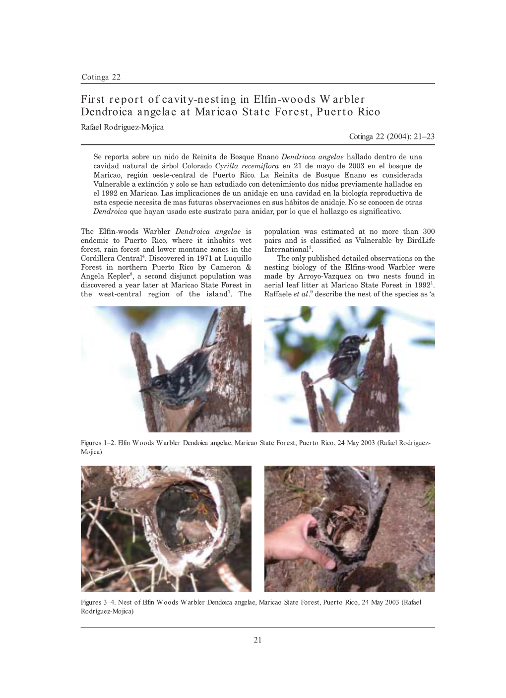First Report of Cavity-Nesting in Elfin-Woods Warbler Dendroica Angelae at Maricao State Forest, Puerto Rico Rafael Rodríguez-Mojica Cotinga 22 (2004): 21–23