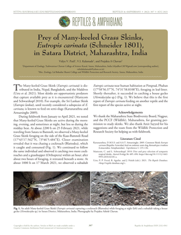 Eutropis Carinata) Is Dis- Eutropis Carinata Near Human Habitation at Pimprad, Phaltan Ttributed in India