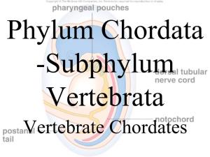 Subphylum Vertebrata Vertebrate Chordates