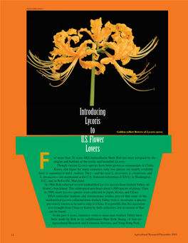 Introducing Lycoris to U.S. Flower Lovers