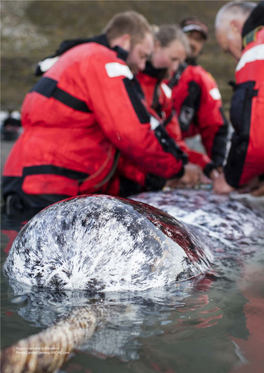 Tagging Narwhal in Greenland. Photo: Carsten Egevang/ARC-PIC.Com 175 4