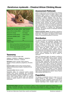 Dendromus Mystacalis – Chestnut African Climbing Mouse