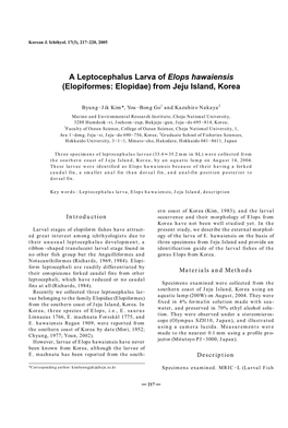 A Leptocephalus Larva of Elops Hawaiensis (Elopiformes: Elopidae) from Jeju Island, Korea