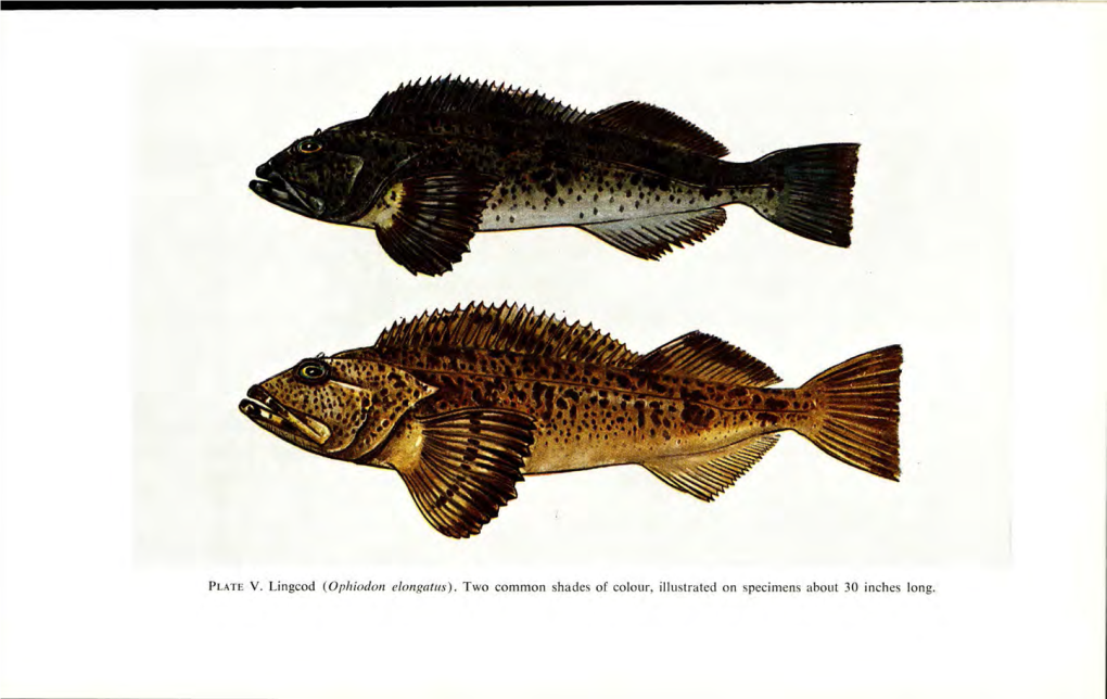 Fishes of the Pacific Coast of Canada