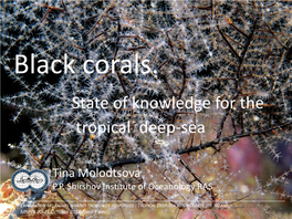 Black Corals