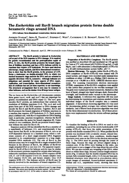 The Escherichia Coli Ruvb Branch Migration Protein Forms Double