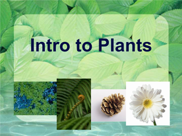 Intro to Plants Plant Characteristics