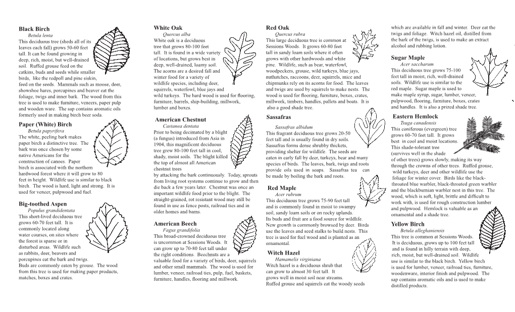 Sessions Woods Tree Identification Trail Guide
