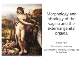 Morphology and Histology of the Vagina and the External Genital Organs