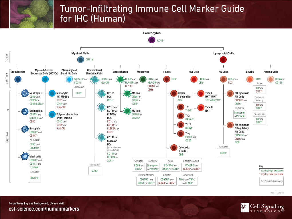 Tumor Infiltrating Immune Cell Marker Guide For Ihc Human Docslib