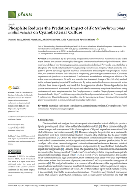 Phosphite Reduces the Predation Impact of Poterioochromonas Malhamensis on Cyanobacterial Culture