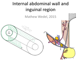 Internal Abdominal Wall and Inguinal Region Mathew Wedel, 2015