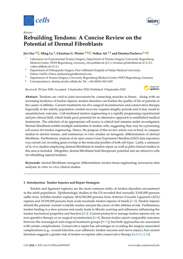 Rebuilding Tendons: a Concise Review on the Potential of Dermal Fibroblasts
