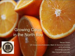 Growing Citrus in the North Bay